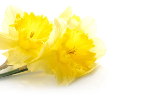 Narcis galben izolat pe fundal alb — Fotografie, imagine de stoc