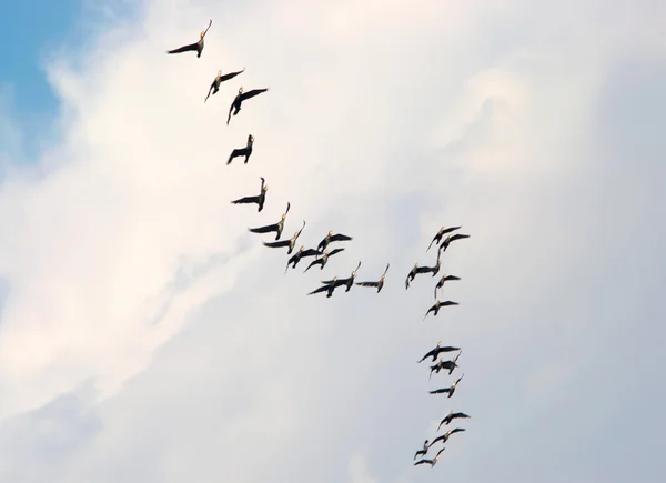 Silueta létajících ptáků — Stock fotografie