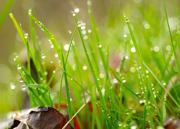 Erba verde con gocce d'acqua. DOF poco profondo — Foto Stock