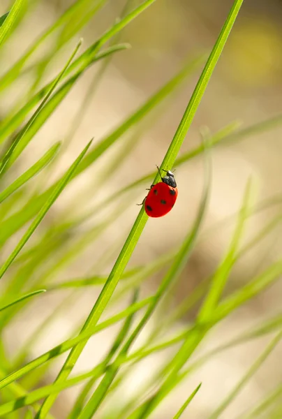Marienkäfer im grünen Gras. flacher dof — Stockfoto