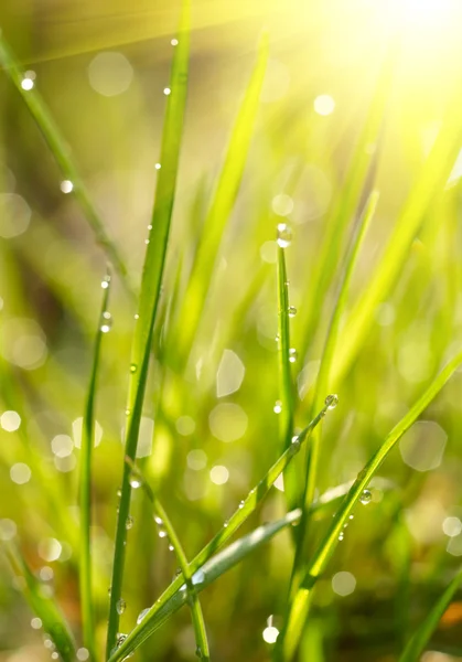 Yeşil çim gündoğumu. sığ dof — Stok fotoğraf