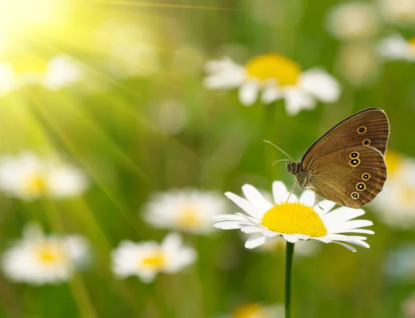 Margarida branca com borboleta — Fotografia de Stock