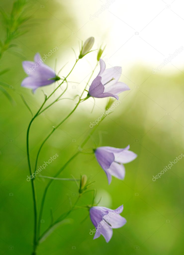 Campanula bell-fowers reflected in the water