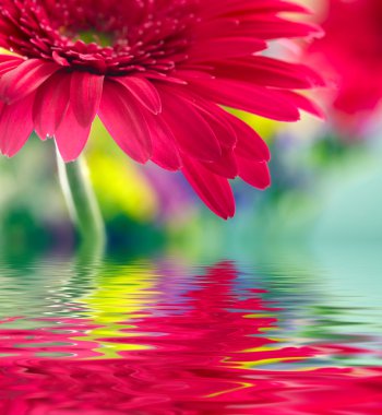 suya yansıyan pembe daisy gerbera closeup