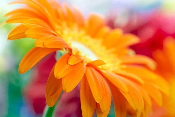 Closeup photo of orange daisy-gerbera — Stock Photo, Image