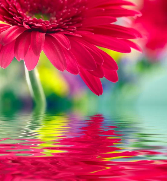 Closeup of pink daisy-gerbera reflected in the water — Stock Photo, Image