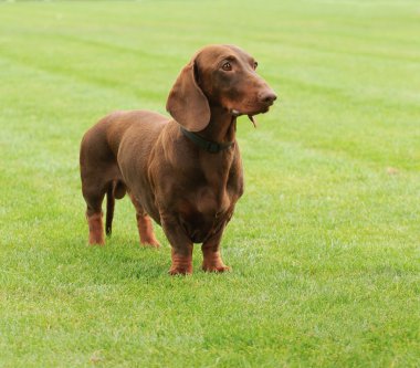 Dachshund clipart