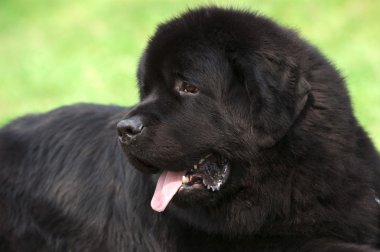 Newfoundland dog portrait clipart