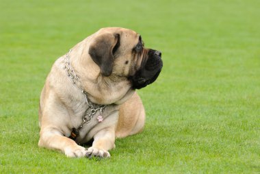 İngiliz mastiff