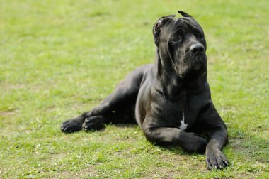 Cane corso dog clipart