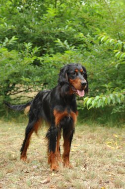 Gordon Setter / Setter King clipart