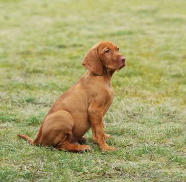 Vizsla / Hungarian Vizsla dog puppy clipart