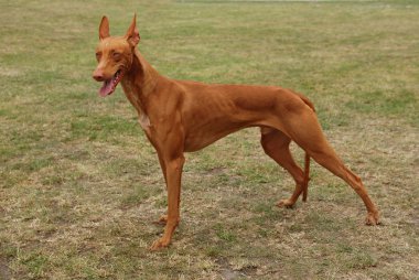 Pharaoh hound / Pharaoh dog clipart