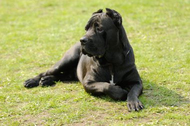 Cane corso dog clipart