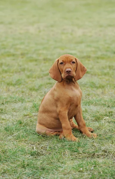 Hundvalp (sittande) / ungerska hundvalp (sittande) hund valp — Stockfoto