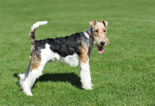 Fuchs-Terrier-Porträt — Stockfoto
