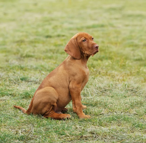 Cachorrinho de cão Vizsla / Húngaro Vizsla — Fotografia de Stock