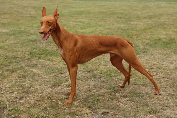 Pharaoh hound / Pharaoh dog — Stock Photo, Image