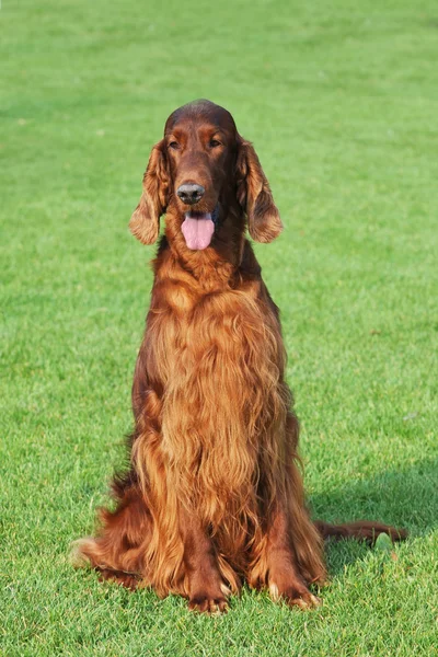 Irish setter dog portrait — Stock Photo, Image