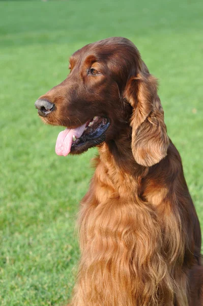 Retrato de cão cão setter irlandês — Fotografia de Stock