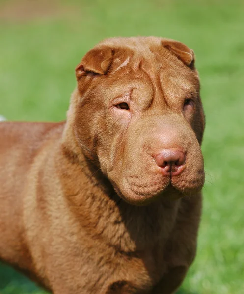 Портрет собаки Шар-пей — стоковое фото