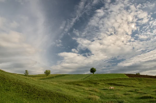Зеленые поля под голубым небом 스톡 사진