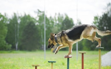 Training of a police dog clipart