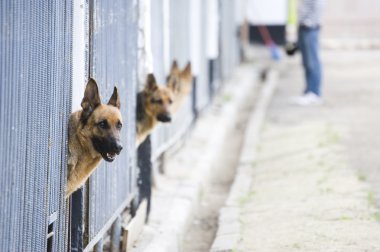 Alman çoban köpek kulübesi