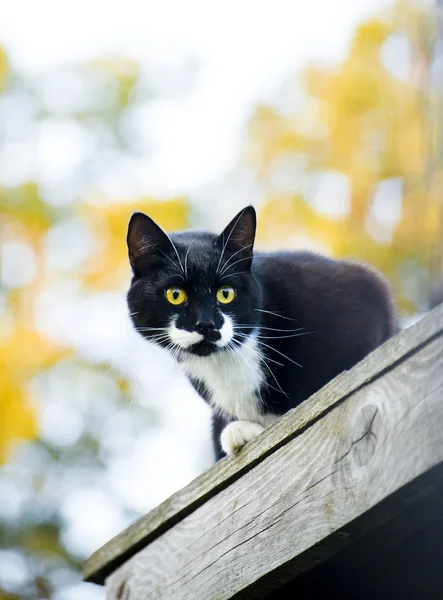 stock image Black Cat outdoor shot