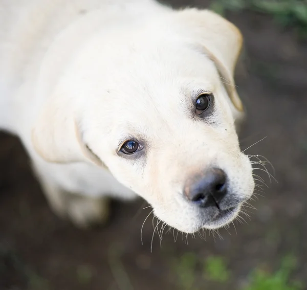 Yellow labrador puppy — Stock Photo, Image
