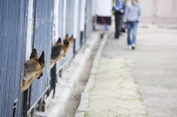 셰퍼드 개 집 — 스톡 사진