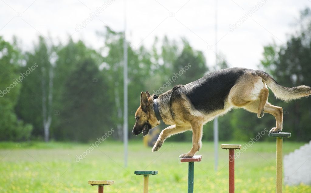 Training of a police dog