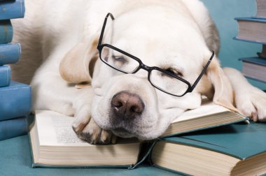Akıllı köpek