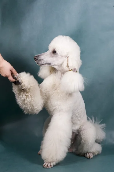 Menina poodle muito real — Fotografia de Stock