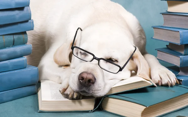 Intelligent hund — Stockfoto