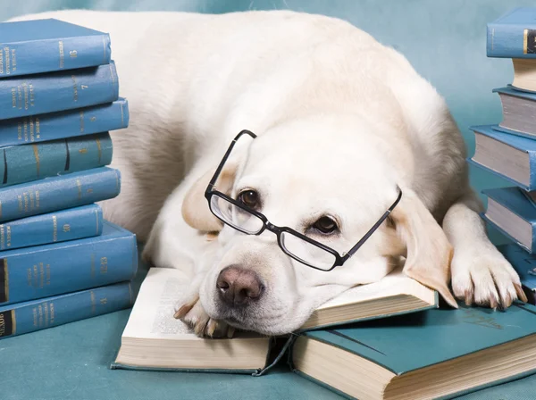 Intelligente hond Stockfoto