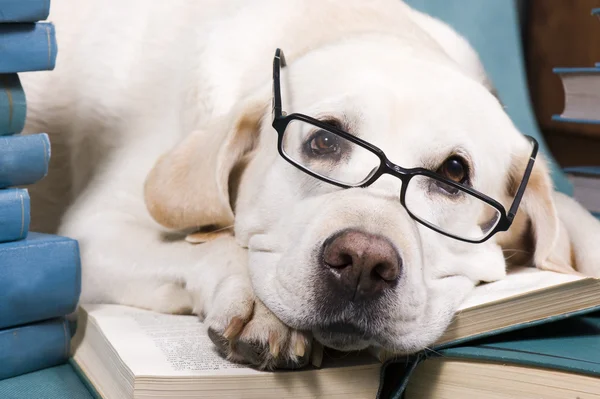 Έξυπνο σκυλί Φωτογραφία Αρχείου