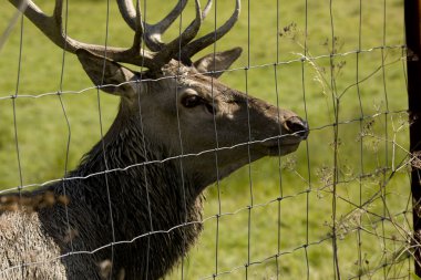 Deer in cage clipart