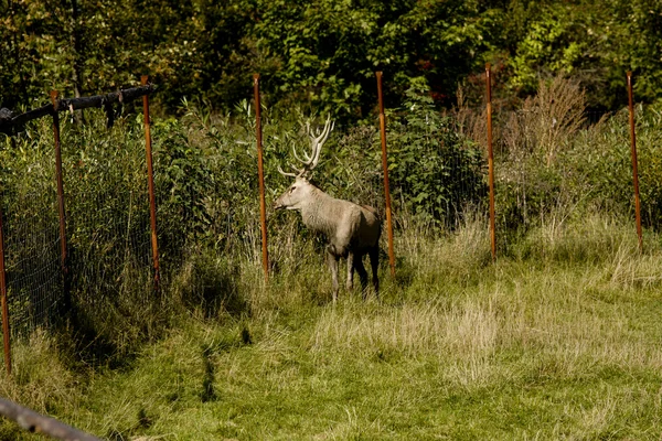 Cervo in gabbia — Foto Stock