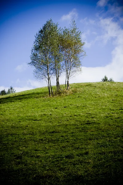 Birch-tree — Stock fotografie