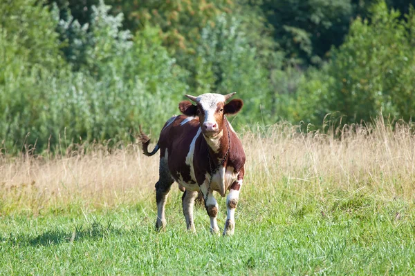Stier in het weiland — Stockfoto