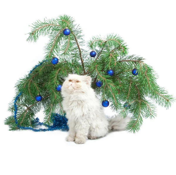 Ветка с новогодними шарами и белой кошкой — стоковое фото