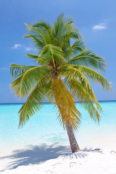 Дерево пальми на тропічному острові. Мальдіви — стокове фото
