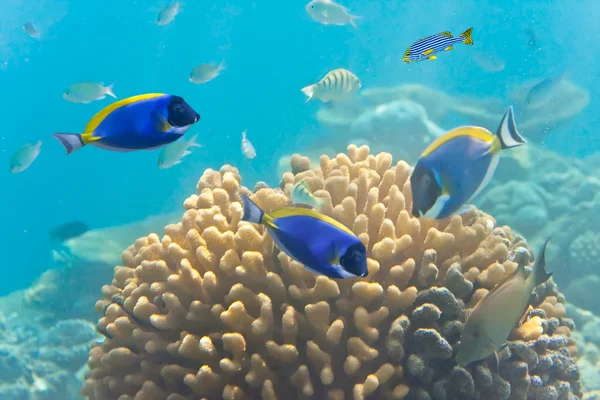 Mundo subaquático.Peixes em corais — Fotografia de Stock