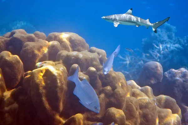 Акулы над коралловым рифом в океане — стоковое фото