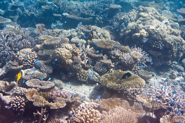 Underwater world.Fishes in corals