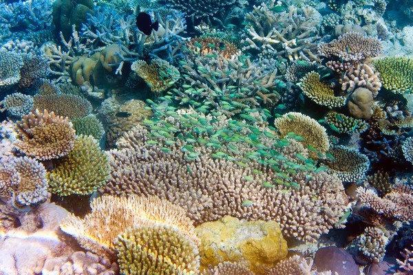 Подводный мир. Рыбы в кораллах — стоковое фото