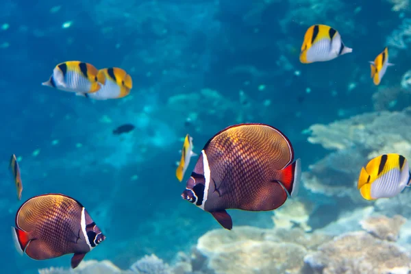 Mundo subaquático.Peixes em corais — Fotografia de Stock