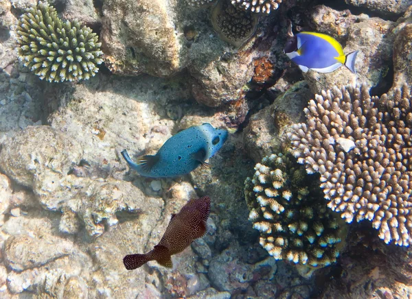 Mondo subacqueo.Pesci nei coralli — Foto Stock