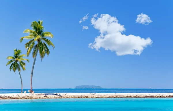 Palmbomen op het tropische eiland in ocean. — Stockfoto